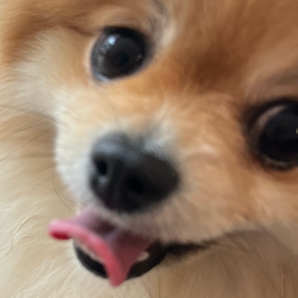 Meet your Posher, Clarisse - Picture 1 of 1